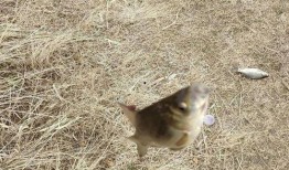 老汪爆料毛毛虫视频大全,毛毛虫视频大全，带你领略自然界的奇妙瞬间